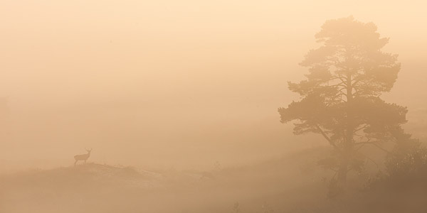 Hert in de mist