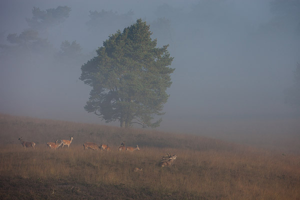 Hert in de mist