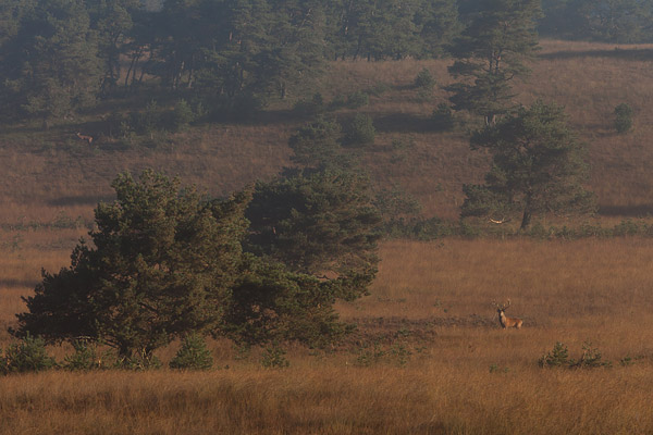 Hert in de mist