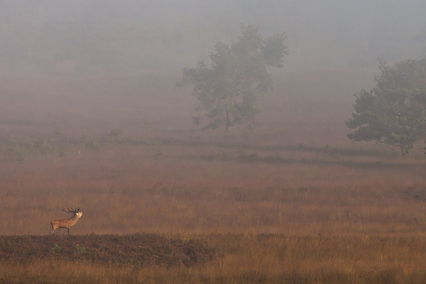 Edelhert (Cervus elaphus) in landschap