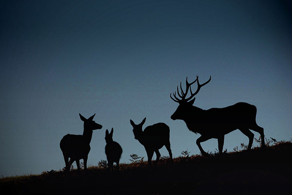 Edelherten familie silhouet