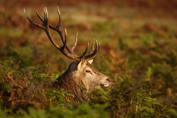 Edelhert (Cervus elaphus) tussen de varens