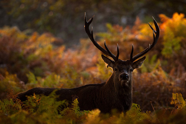 Edelhert (Cervus elaphus) in herfst decor