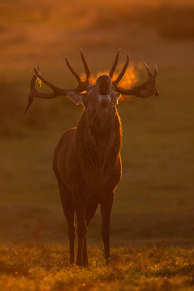 Burlend Edelhert (Cervus elaphus) 