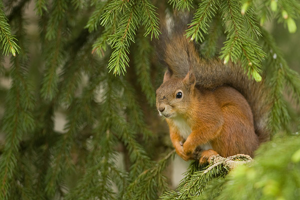 Rode eekhoorn (Sciurus vulgaris) in een den