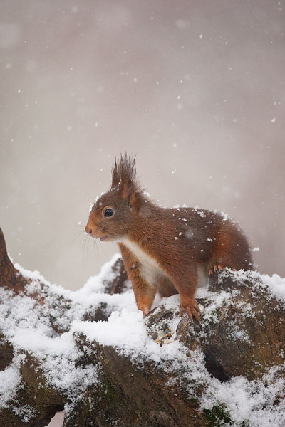 Eekhoorn in de sneeuw