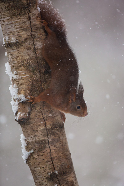 Rode eekhoorn in de sneeuw