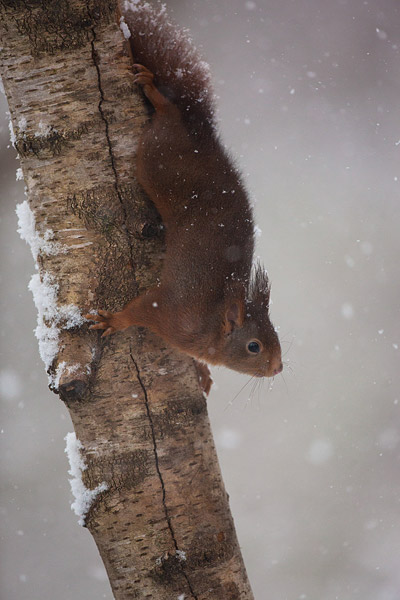 Eekhoorn in de sneeuw