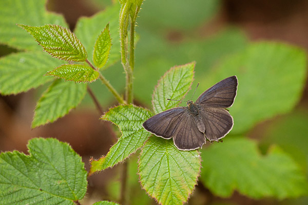 Eikenpage (Favonius quercus) mannetje