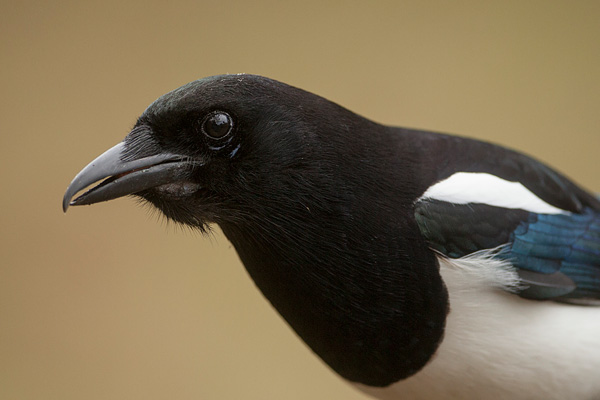 Ekster (Pica pica) in het Lauwersmeergebied