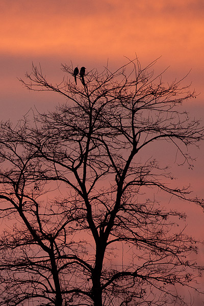 Eksters in een boom bij zonsondergang