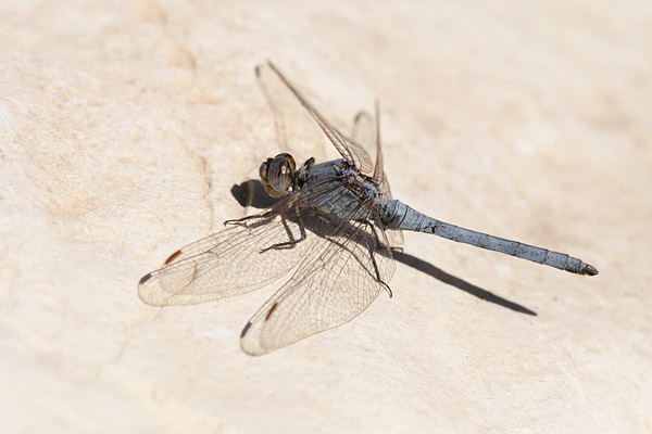 Epaulet oeverlibel (Orthetrum chrysostigma) 