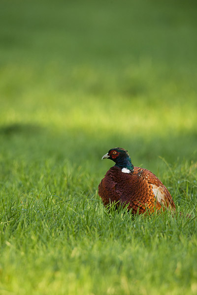 Fazantenhaan in het gras