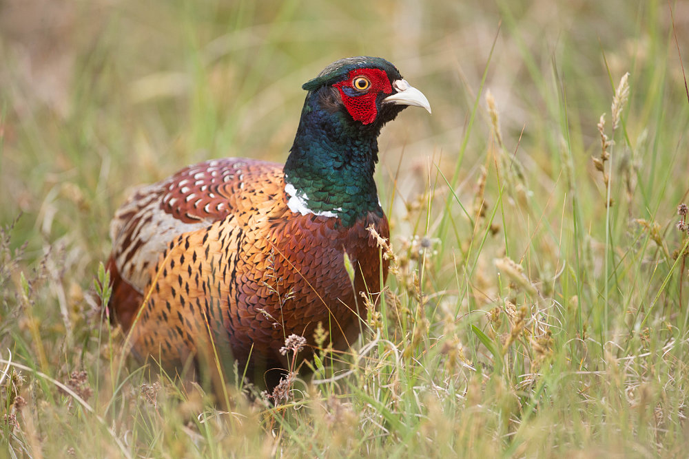 Mannetjes fazant (Phasianus colchicus) op Landalpark de sluftervallei.