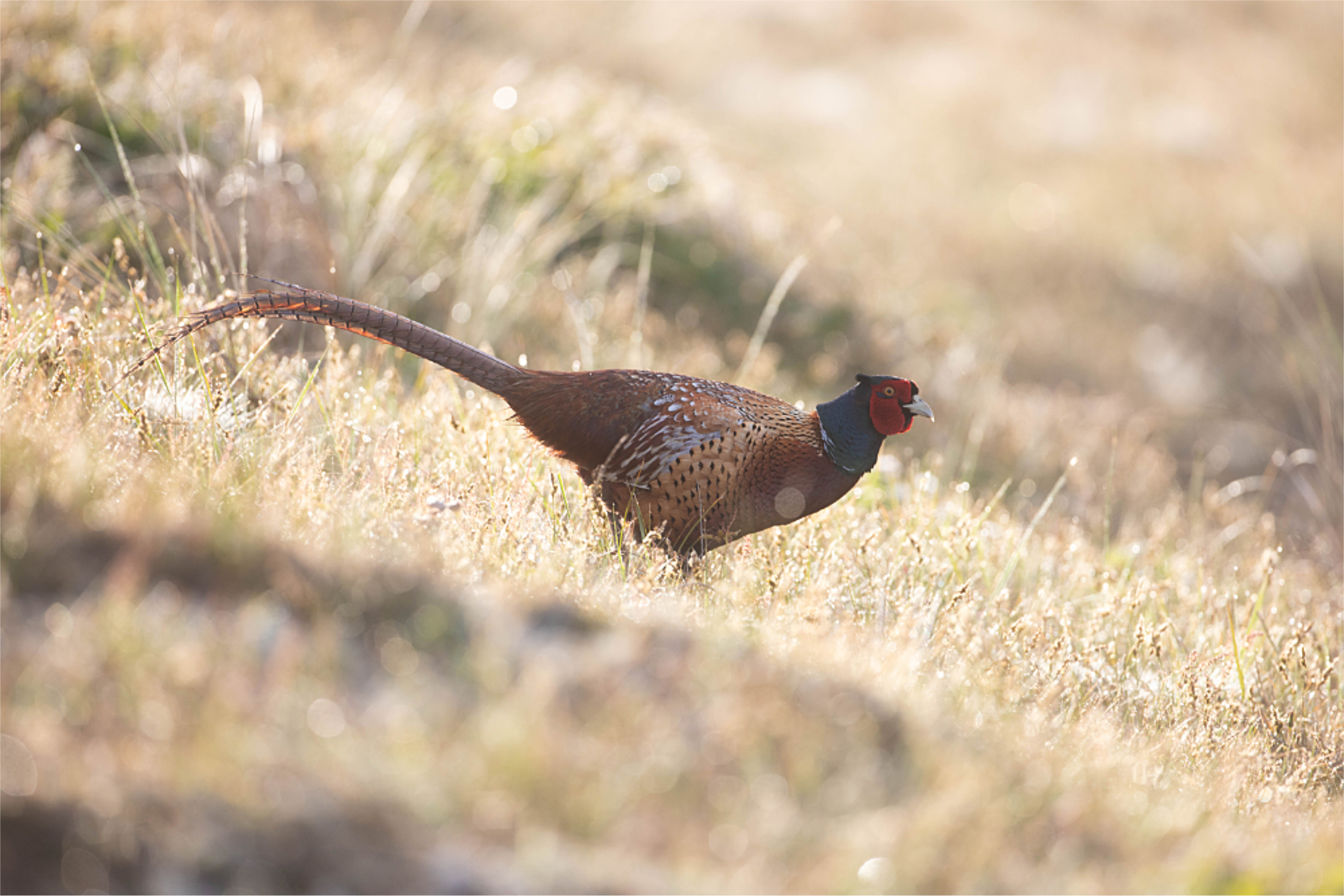Fazant (Phasanius colchicus)  - mannetje in de duinen