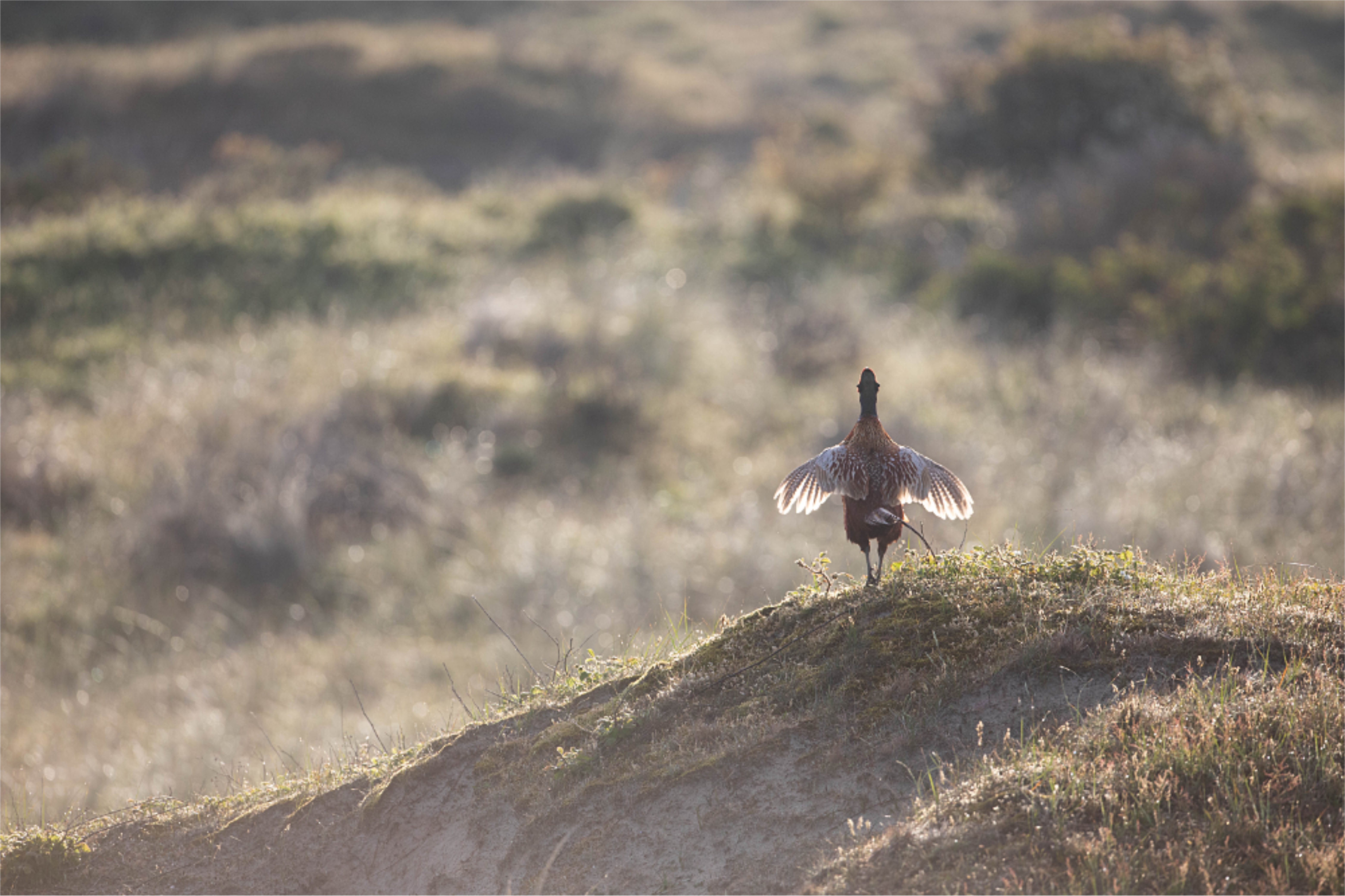 Fazant (Phasanius colchicus)  - mannetje in de duinen