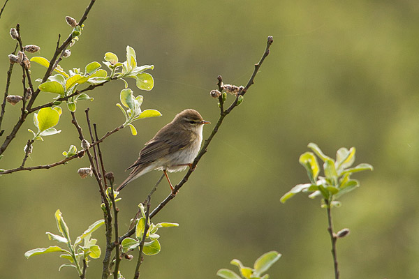 Fitis (Phylloscopus trochilus) zing tussen het frisse groen