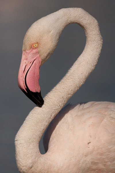 Flamingo portret (Phoenicopterus roseus) in de Camargue - Zuid Frankrijk