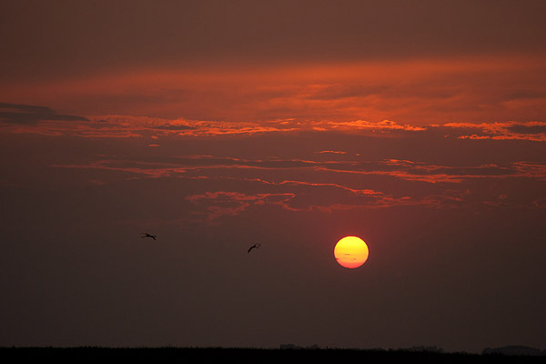 Flamingo silhouet (Phoenicopterus roseus) bij zonsondergang in de Camargue - Zuid Frankrijk