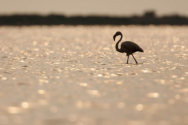 Flamingo (Phoenicopterus roseus) bij zonsondergang in de camargue