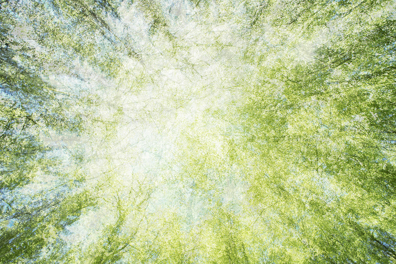 Voorjaarsimpressie met meervoudige belichting in fris groen beukenbos.