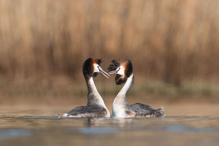 Admiraalhouding bij de fuut (Podiceps cristatus)