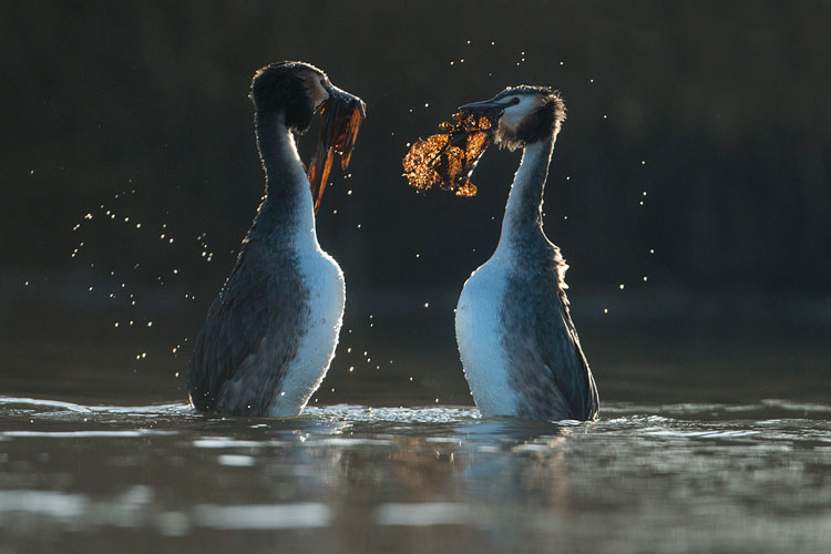 Futen voeren de penguindans uit in tegenlicht