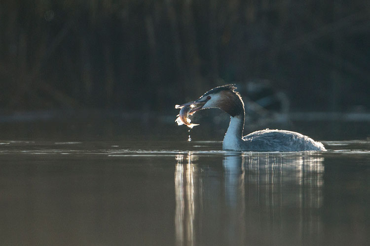 Fuut (Podiceps cristatus) met gevangen pos in tegenlicht