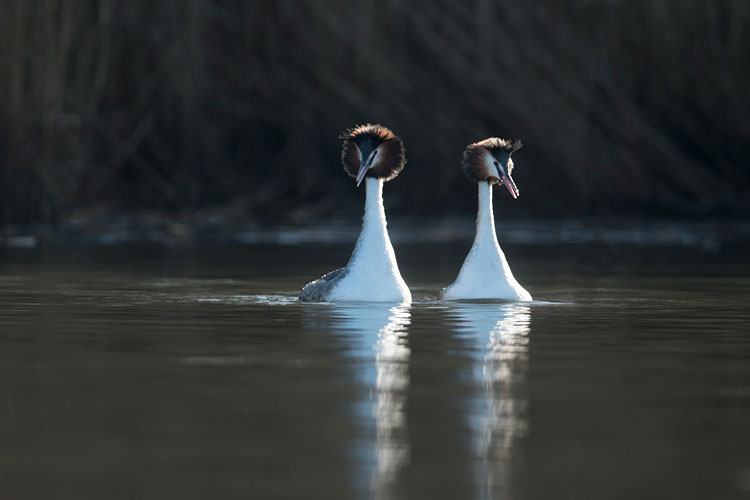 Fuut (Podiceps cristatus) met gevangen pos