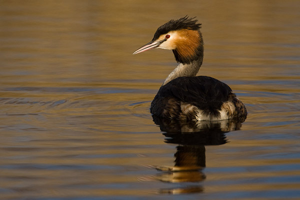 Fuut (Podiceps cristatus)