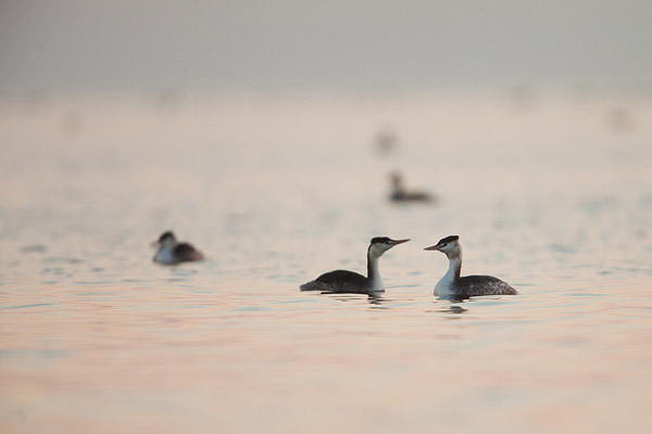Fuut (Podiceps cristatus) met nestmateriaal