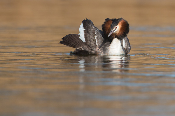 Admiraalhouding bij de fuut (Podiceps cristatus)