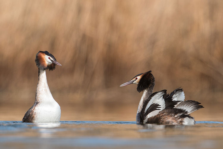 Admiraalhouding bij de fuut (Podiceps cristatus)