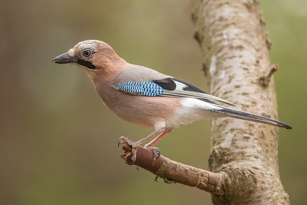 Gaai (Garrulus glandarius) 