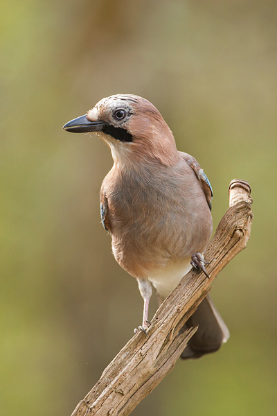 Gaai (Garrulus glandarius) 