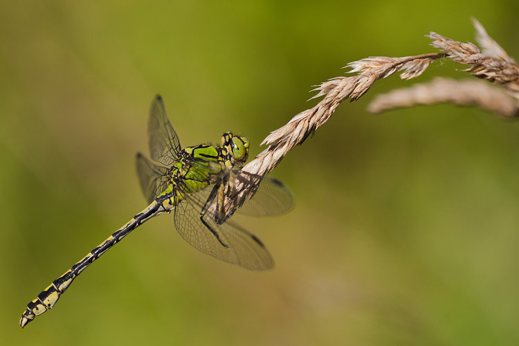 Gaffellibel (Ophiogomphus cecilia) langs de Roer bij Paarlo