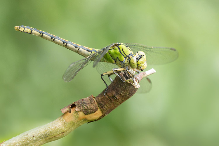 Vrouwtje Gaffellibel (Ophiogomphus cecilia) bij Swalmen, Noord-Limburg