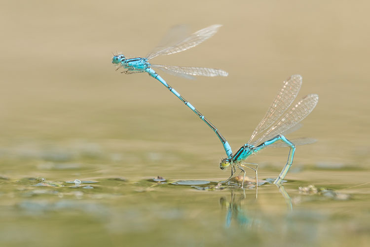 Ei-afzet in tandem bij de gaffelwaterjuffer (Coenagrion scitulum) 