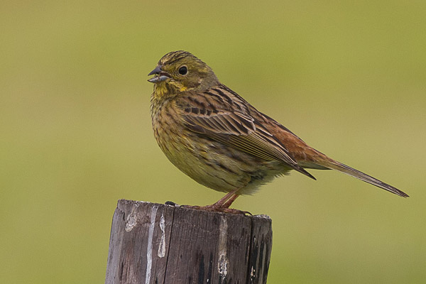 Geelgors (Emberiza citrinella) 