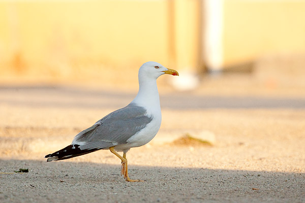 Volwassen Geelpootmeeuw (Larus michahellis) 