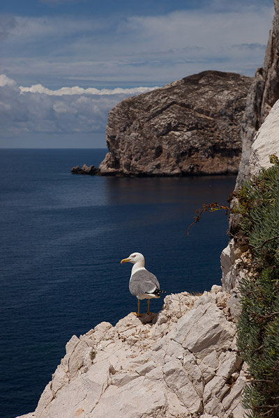 Geelpootmeeuw (Larus michahellis)