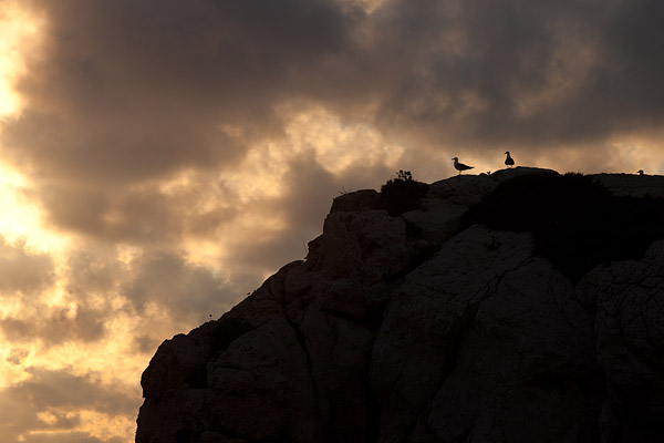 Geelpootmeeuwen (Larus michahellis) op Cappo Caccia bij zonsondergang