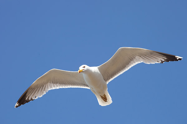 Geelpootmeeuw (Larus michahellis) in vlucht