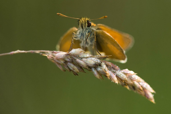 Geelsprietdikkopje (Thymelicus sylvestris) 