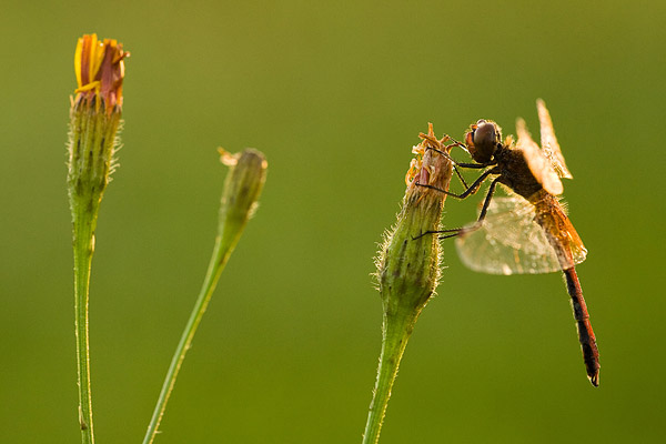 Geelvlek heidelibel (Sympetrum flaveolum) man