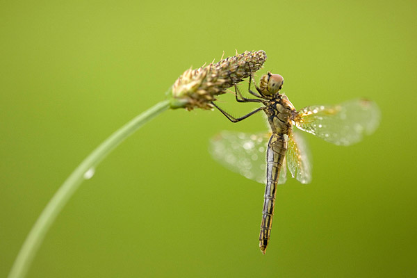 Geelvlek heidelibel (Sympetrum flaveolum) vrouw