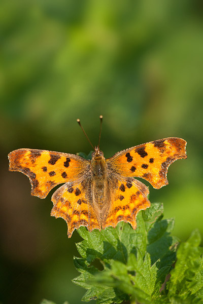 Gehakkelde aurelia (Polygonia c-album) 