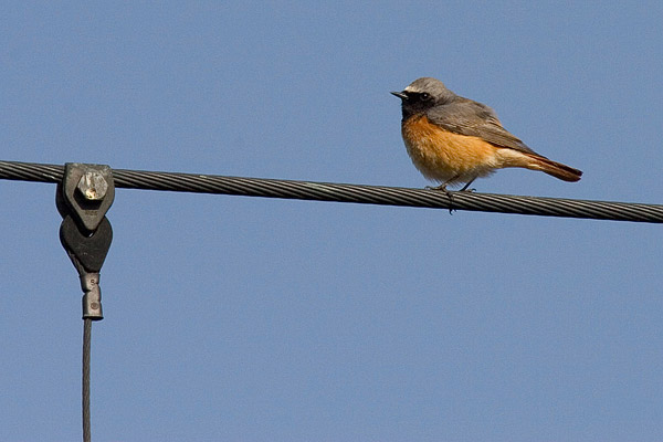 Gekraagde roodstaart (Phoenicurus phoenicurus) 