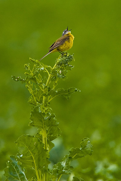 Gele kwikstaart (Motacilla flava) 