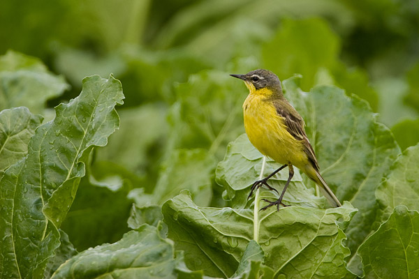 Gele kwikstaart (Motacilla flava) 